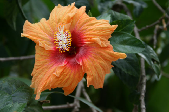 Hibiscus Orange