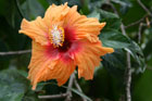 hibiscus orange